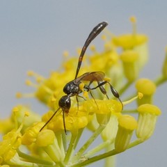 Gasteruption assectator