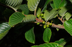 Rhamnus alpina