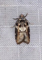 Acleris variana