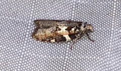 Acleris variana