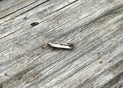 Dichomeris serrativittella