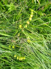Rhinanthus minor
