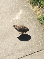 Coturnix