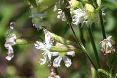 Silene bernardina