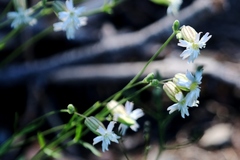Silene occidentalis