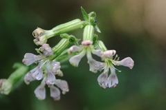 Silene occidentalis