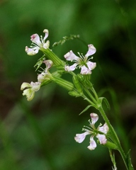 Silene occidentalis