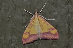 Pyrausta perrubralis