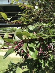 Magnoliopsida