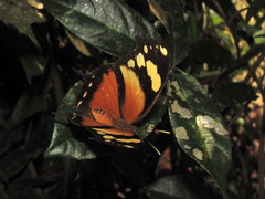 Consul fabius cecrops