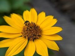 Lasioglossum pectorale