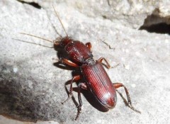Stenomorphus californicus
