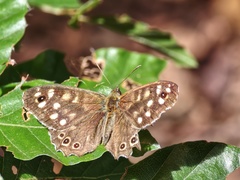 Pararge aegeria