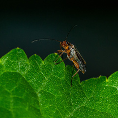 Oedemera natolica