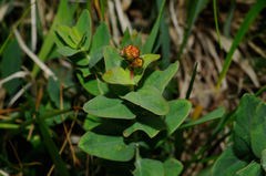 Hypericum richeri