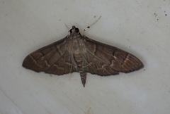 Pilocrocis