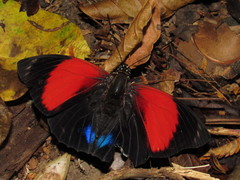 Prepona amydon amydon