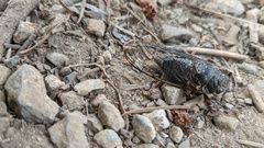 Okanagana occidentalis