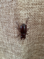Lucanus capreolus