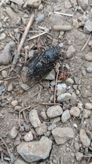 Okanagana occidentalis