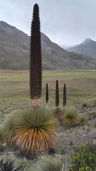 Puya raimondii