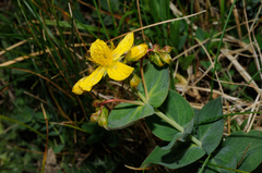 Hypericum richeri