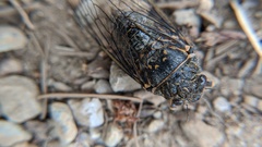 Okanagana occidentalis