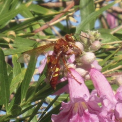 Sphecius convallis