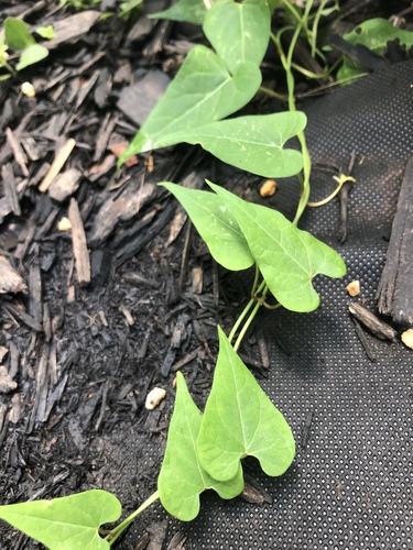 honey-vine climbing milkweed