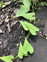 Honey-vine climbing milkweed