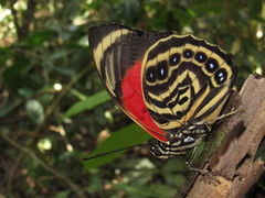 Prepona amydon amydon