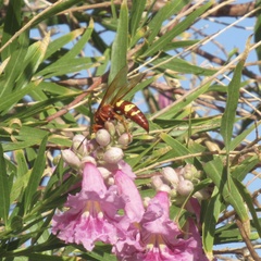 Sphecius convallis