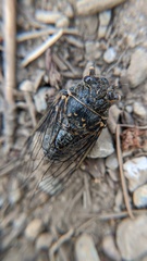 Okanagana occidentalis