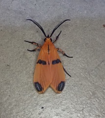 Correbidia terminalis