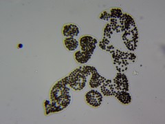 Microcystis wesenbergii