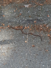 Anguis fragilis