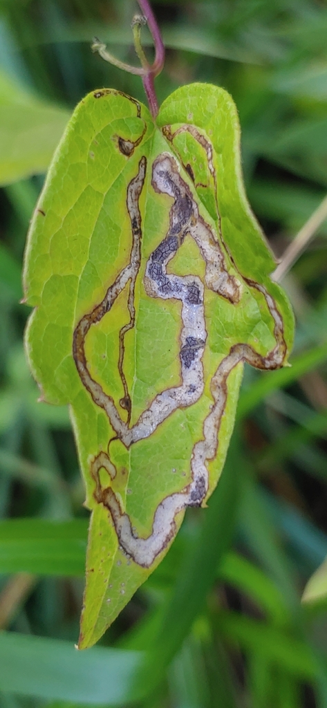 Phytomyza loewii group