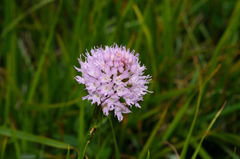 Traunsteinera globosa