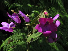 Meriania selvaflorensis