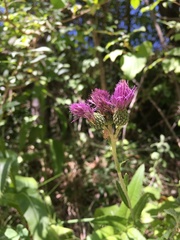 Cirsium canum