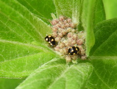 Brachiacantha decempustulata