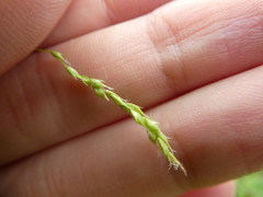 Carex arctata