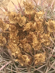 Ferocactus viridescens