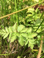 Cicuta douglasii