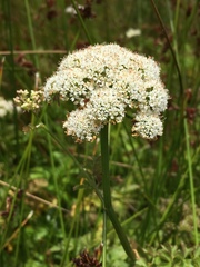 Cicuta douglasii
