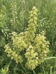 Melanthieae