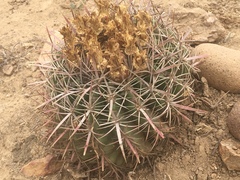 Ferocactus viridescens