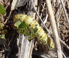 Hemileuca nevadensis