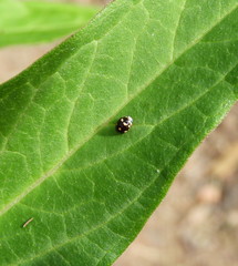 Brachiacantha decempustulata