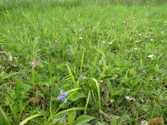 Carex arctata